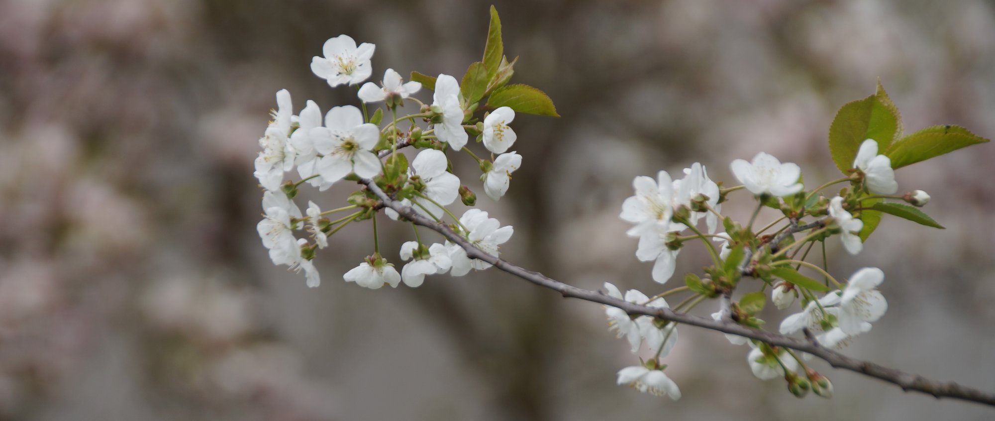 header 1